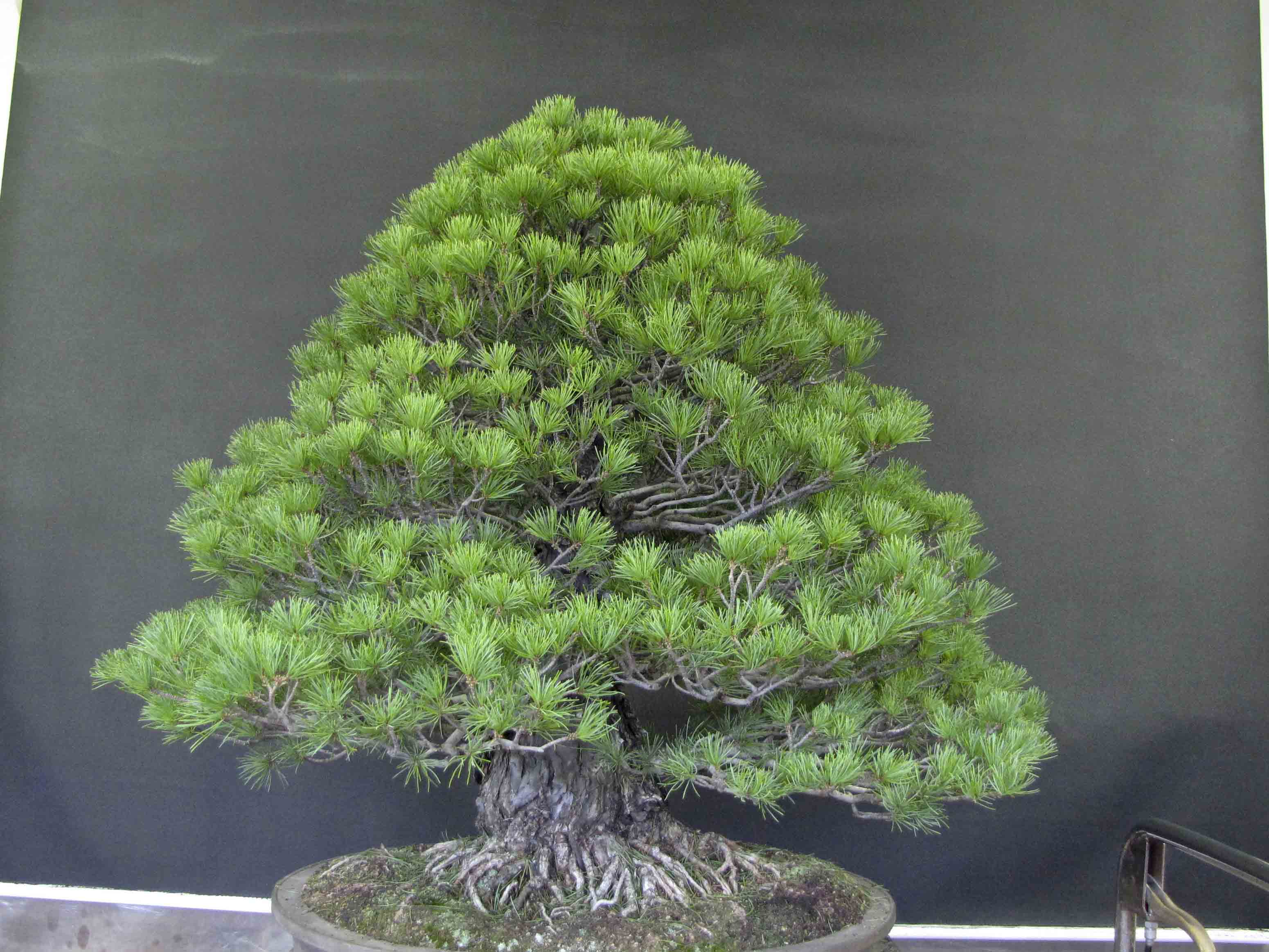 ¿Cómo es un Bonsai Chokkan?